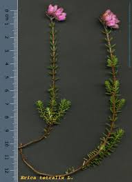 Attēlu rezultāti vaicājumam “Erica tetralix”