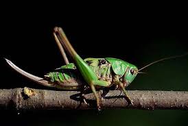 Attēlu rezultāti vaicājumam “Decticus verrucivorus”