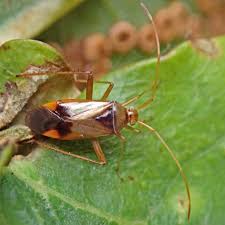 Attēlu rezultāti vaicājumam “Miridae”