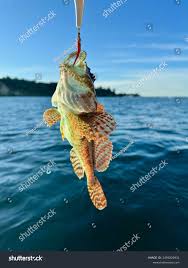 Image result for Myoxocephalus quadricornis