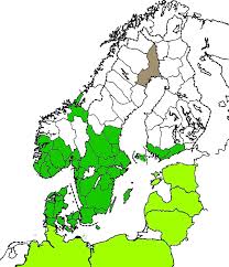 Attēlu rezultāti vaicājumam “Calodromius spilotus”