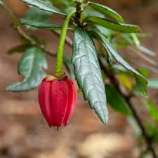 Attēlu rezultāti vaicājumam “Isopaches bicrenatus”