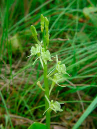 Attēlu rezultāti vaicājumam “Liparis loeselii”