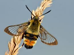 Attēlu rezultāti vaicājumam “Hemaris tityus”