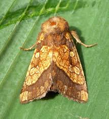 Attēlu rezultāti vaicājumam “Gortyna flavago”