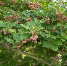 Attēlu rezultāti vaicājumam “Enkianthus campanulatus”