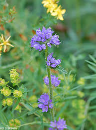 Attēlu rezultāti vaicājumam “Campanula cervicaria flower”