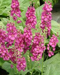 Attēlu rezultāti vaicājumam “Verbascum”