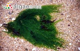 Attēlu rezultāti vaicājumam “Enteromorpha sp.”