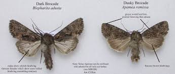 Attēlu rezultāti vaicājumam “Apamea remissa”