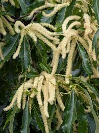 Attēlu rezultāti vaicājumam “Castanea sativa  leaf”