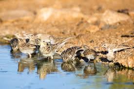 Image result for Emberiza calandra