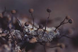 Attēlu rezultāti vaicājumam “Cribraria aurantiaca spores”