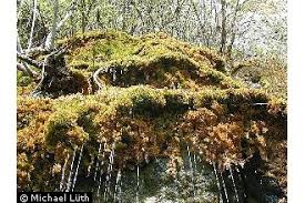 Attēlu rezultāti vaicājumam “Palustriella”