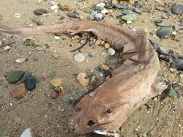 Image result for Dalatias licha