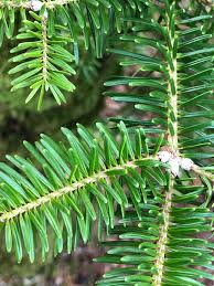 Attēlu rezultāti vaicājumam “Abies veitchii”