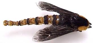 Attēlu rezultāti vaicājumam “Psychidae”