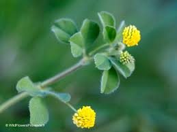 Attēlu rezultāti vaicājumam “Medicago lupulina”