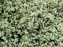 Attēlu rezultāti vaicājumam “Cladonia parasitica”