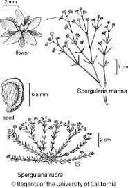 Attēlu rezultāti vaicājumam “Spergularia marina leaf”