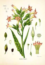 Attēlu rezultāti vaicājumam “Nicotiana tabacum flower”