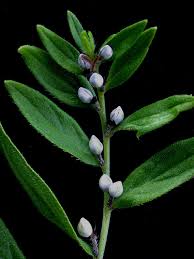 Attēlu rezultāti vaicājumam “Lithospermum officinale”