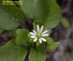 Attēlu rezultāti vaicājumam “Stellaria media”