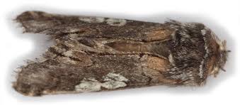 Attēlu rezultāti vaicājumam “Diloba caeruleocephala”