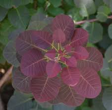 Attēlu rezultāti vaicājumam “Cotinus coggygria leaf”