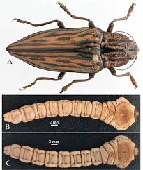 Attēlu rezultāti vaicājumam “Chalcophora mariana”