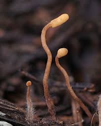 Attēlu rezultāti vaicājumam “Heyderia abietis”