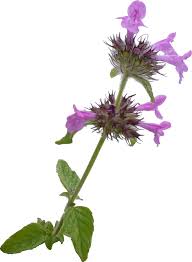 Attēlu rezultāti vaicājumam “Clinopodium vulgare leaf”