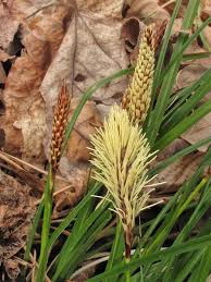 Attēlu rezultāti vaicājumam “Carex acuta leaf”