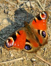 Attēlu rezultāti vaicājumam “Inachis io underside”