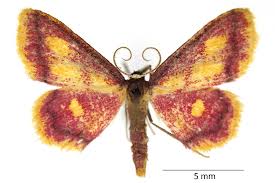 Attēlu rezultāti vaicājumam “Idaea muricata”