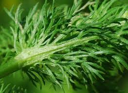 Attēlu rezultāti vaicājumam “Matricaria discoidea leaf”