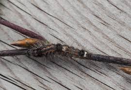 Attēlu rezultāti vaicājumam “Eilema sororcula”