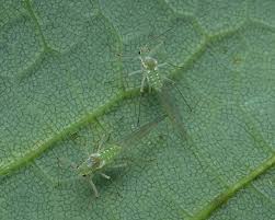 Attēlu rezultāti vaicājumam “Drepanosiphum platanoidis”
