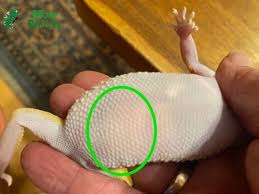 Image result for gravidity leopard gecko