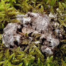 Attēlu rezultāti vaicājumam “Nectriopsis violacea”