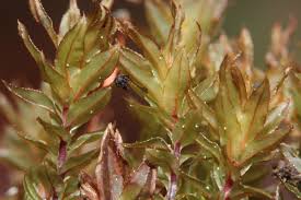 Attēlu rezultāti vaicājumam “Mnium lycopodioides”