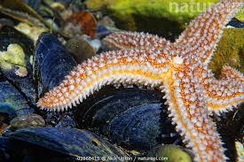 Image result for Asterias rubens