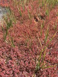 Attēlu rezultāti vaicājumam “Drosera x obovata leaf”