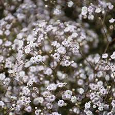 Attēlu rezultāti vaicājumam “Gypsophila paniculata”