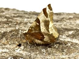 Attēlu rezultāti vaicājumam “Selenia tetralunaria”