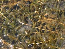 Attēlu rezultāti vaicājumam “Potamogeton perfoliatus fruit”