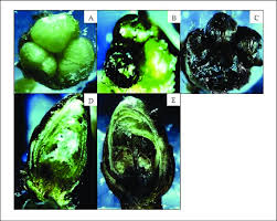 Attēlu rezultāti vaicājumam “Cerasus bud”