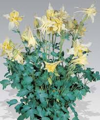 Image result for Tanacetum parthenium 'Tetraweiss'