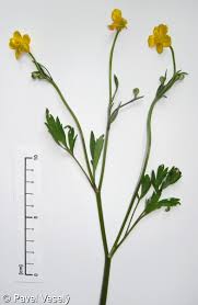 Attēlu rezultāti vaicājumam “Ranunculus repens”