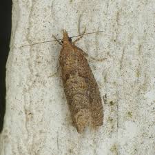 Attēlu rezultāti vaicājumam “Epinotia sordidana”